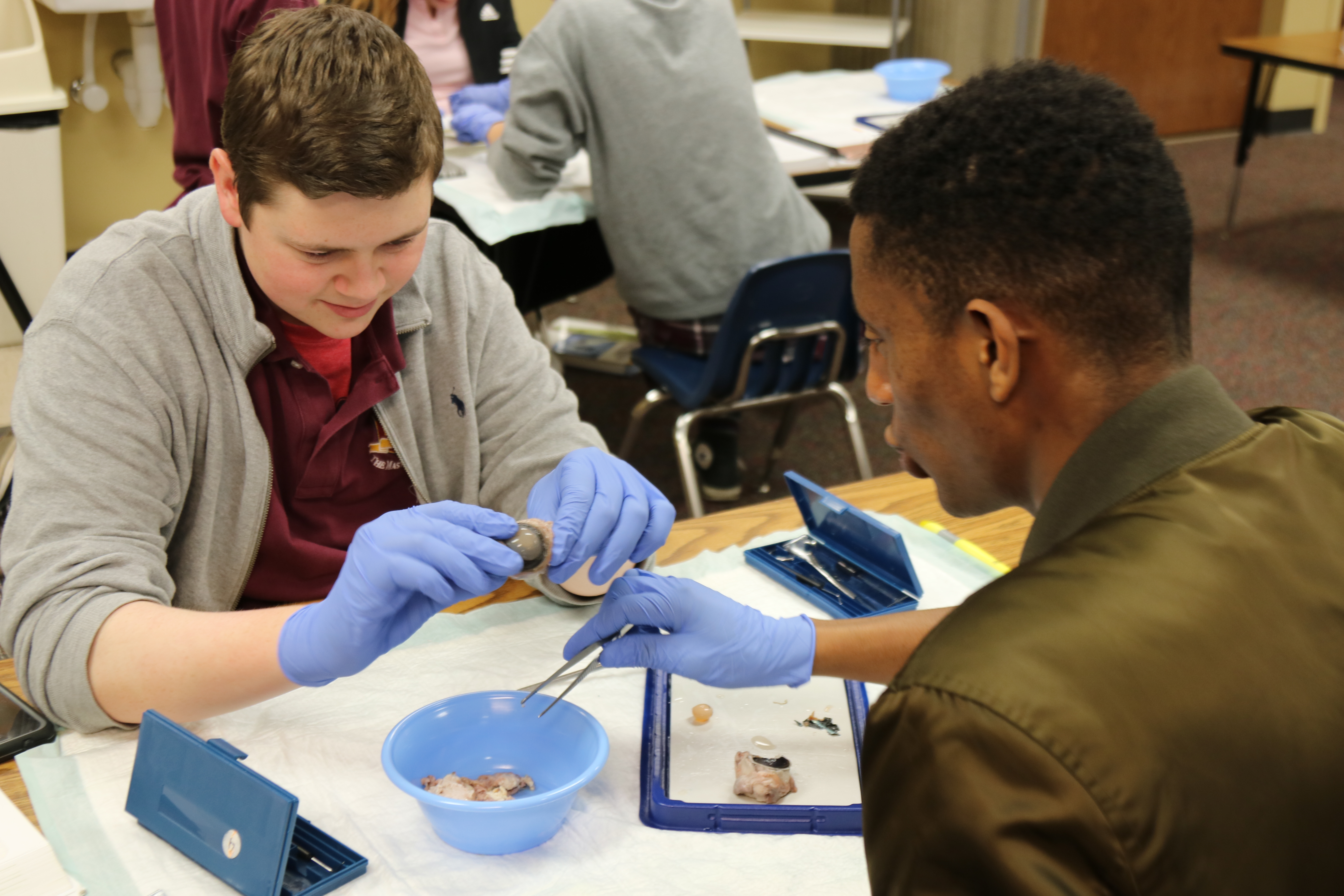 Dissecting a cow eye in Anatomy